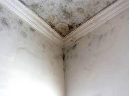 Best Environmental Consulting for Mold Prevention in Bidwell, OH